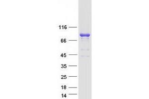 Western Blotting (WB) image for rho Guanine Nucleotide Exchange Factor (GEF) 7 (ARHGEF7) (Transcript Variant 2) protein (Myc-DYKDDDDK Tag) (ABIN2714894)
