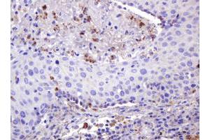Image no. 2 for anti-Integrin alpha FG-GAP Repeat Containing 3 (ITFG3) antibody (ABIN1498916) (ITFG3 antibody)