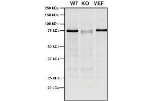 Western Blot analysis of Human, Mouse A549, MEF showing detection of VPS35 protein using Mouse Anti-VPS35 Monoclonal Antibody, Clone 10A8 (ABIN6932998).