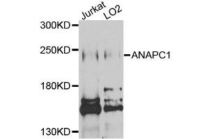 Western blot analysis of extracts of various cell lines, using ANAPC1 antibody (ABIN5971813) at 1/1000 dilution. (APC1 antibody)