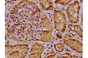 IHC image of ABIN7145754 diluted at 1:300 and staining in paraffin-embedded human kidney tissue performed on a Leica BondTM system. (BAAT1 antibody  (AA 603-821))