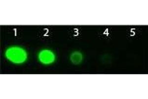 Dot Blot of Goat Fab2 anti-Rabbit IgG Antibody Fluorescein Conjugated Pre-Absorbed. (Goat anti-Rabbit IgG (Heavy & Light Chain) Antibody (FITC) - Preadsorbed)