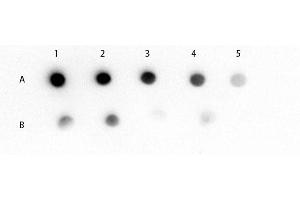 Dot Blot of Mouse IgM mu chain (GOAT) Antibody Dot Blot of Mouse IgM (mu chain) (GOAT) Antibody. (Goat anti-Mouse IgM (Heavy & Light Chain) Antibody - Preadsorbed)