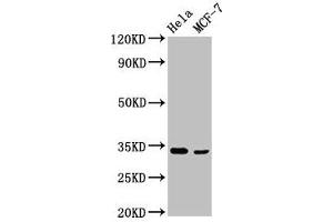 Western Blot Positive WB detected in: Hela whole cell lysate, MCF-7 whole cell lysate All lanes: NFKBID antibody at 3. (NFKBID antibody  (AA 1-150))