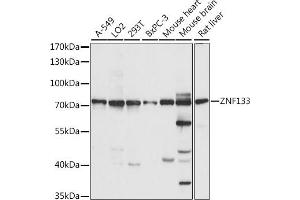 Western blot analysis of extracts of various cell lines, using ZNF133 antibody (ABIN7271454) at 1:1000 dilution. (ZNF133 antibody  (AA 1-220))