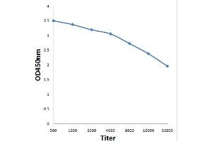 Antigen: 0. (CBL antibody  (pTyr674))