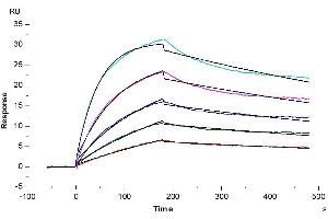 Surface Plasmon Resonance (SPR) image for Tumor Necrosis Factor (Ligand) Superfamily, Member 13b (TNFSF13B) (AA 141-285), (Trimer) protein (hFc-DYKDDDDK Tag) (ABIN7273913)