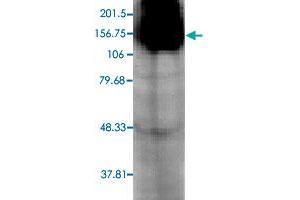 Western blot analysis in Hcn4 transfected HEK cell with Hcn4 monoclonal antibody, clone S114-10 . (HCN4 antibody  (AA 1019-1198))