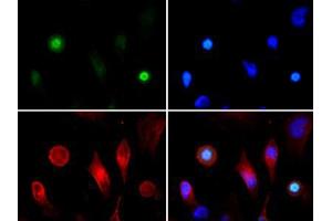 Immunofluorescence Microscopy of Rabbit Anti-Histone H3 [ac Lys4, p Thr3] Antibody. (Histone 3 antibody  (H3K4ac, pThr3))