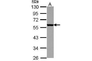 WB Image Sample (30 ug of whole cell lysate) A: K562 10% SDS PAGE antibody diluted at 1:10000 (CD27 antibody)
