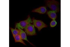 Immunofluorescence (IF) image for anti-Chromogranin A (CHGA) (AA 87-252) antibody (ABIN1724755)