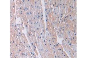 IHC-P analysis of Mouse Tissue, with DAB staining. (Laminin gamma 1 antibody  (AA 1228-1404))