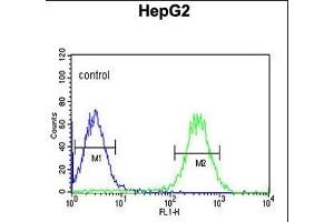 ARSI Antibody (C-term) (ABIN653875 and ABIN2843126) flow cytometric analysis of HepG2 cells (right histogram) compared to a negative control cell (left histogram). (Arylsulfatase I antibody  (C-Term))