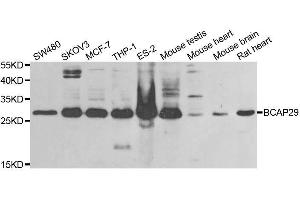 Western blot analysis of extracts of various cell lines, using BCAP29 antibody. (BCAP29 antibody  (AA 125-241))