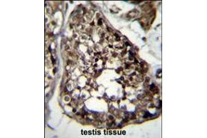 TBCEL Antibody immunohistochemistry analysis in formalin fixed and paraffin embedded human testis tissue followed by peroxidase conjugation of the secondary antibody and DAB staining.