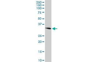 ING4 MaxPab rabbit polyclonal antibody. (ING4 antibody  (AA 1-249))