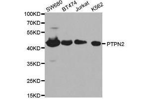 Western blot analysis of extracts of various cell lines, using PTPN2 antibody. (PTPN2 antibody  (AA 1-353))