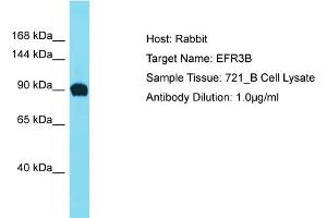 Host: Rabbit Target Name: EFR3B Sample Type: 721_B Whole Cell lysates Antibody Dilution: 1. (EFR3B antibody  (C-Term))