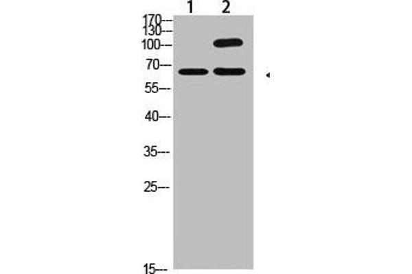 COL13A1 抗体  (AA 41-90)