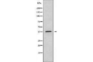 Western blot analysis of extracts from COLO205 cells, using YBOX2 antibody. (YBX2 antibody  (C-Term))