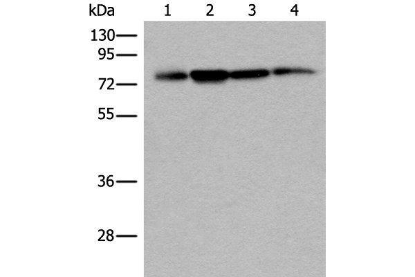 PHF21A antibody