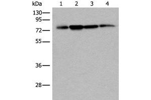 Western blot analysis of 293T Hela and A375 cell lysates using PHF21A Polyclonal Antibody at dilution of 1:400 (PHF21A antibody)