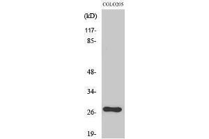 Western Blotting (WB) image for anti-OTU Domain, Ubiquitin Aldehyde Binding 2 (OTUB2) (Internal Region) antibody (ABIN3186222) (OTUB2 antibody  (Internal Region))