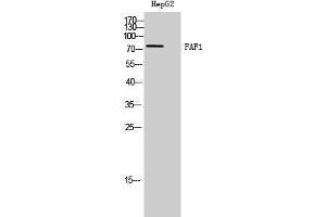 Western Blotting (WB) image for anti-Fas (TNFRSF6) Associated Factor 1 (FAF1) (C-Term) antibody (ABIN3184577) (FAF1 antibody  (C-Term))