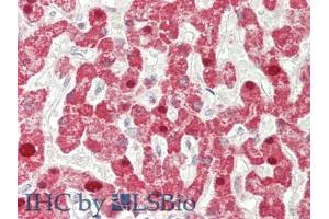 IHC-P analysis of Human Liver Tissue, with HE staining. (IFNB1 antibody  (AA 22-187))
