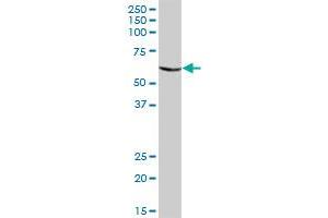 CHIA MaxPab polyclonal antibody. (CHIA antibody  (AA 1-368))