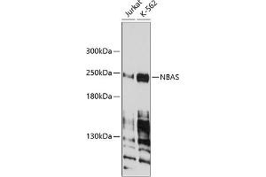 Western blot analysis of extracts of various cell lines, using NBAS antibody (ABIN1680973, ABIN3019188, ABIN3019189 and ABIN6220752) at 1:1000 dilution.