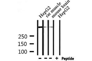 Western blot analysis of extracts from HepG2 and rat muscle and mouse brain, using DYNC1H1 Antibody. (DYNC1H1 antibody  (Internal Region))