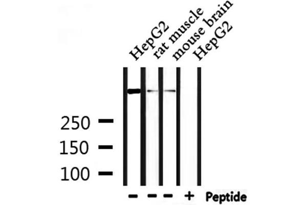 DYNC1H1 antibody  (Internal Region)