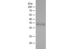 Western Blotting (WB) image for Protein Phosphatase 1, Catalytic Subunit, beta Isoform (PPP1CB) (AA 298-324) protein (His-IF2DI Tag) (ABIN7281893) (PPP1CB Protein (AA 298-324) (His-IF2DI Tag))