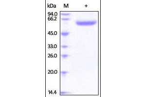 Human LBP / Lipopolysaccharide Protein ,His Tag on SDS-PAGE under reducing (R) condition. (LBP Protein (AA 26-481) (His tag))