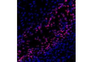 Immunofluorescence of paraffin embedded rat embryonic rat using SP7 (ABIN7075694) at dilution of 1:500 (400x lens) (SP7 antibody)