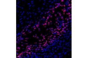 Immunofluorescence of paraffin embedded rat embryonic rat using SP7 (ABIN7075694) at dilution of 1:500 (400x lens) (SP7 antibody)