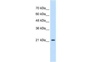 WB Suggested Anti-PGRMC1 Antibody Titration:  0. (PGRMC1 antibody  (N-Term))