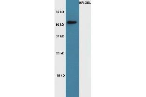 Lane 1: Mouse muscle lysates probed with Rabbit Anti-Cyclin A1 Polyclonal Antibody, Unconjugated (ABIN714026) at 1:300 overnight at 4 °C. (Cyclin A1 antibody  (AA 211-310))