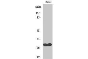 Western Blotting (WB) image for anti-Cell Division Cycle Associated 3 (CDCA3) (C-Term) antibody (ABIN3174305) (CDCA3 antibody  (C-Term))