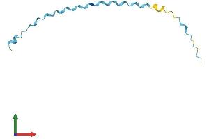 AlphaFold protein structure predicition of Human Recombinant SPRR2D Protein, UniprotID P22532