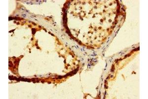 Immunohistochemistry of paraffin-embedded human testis tissue using ABIN7165779 at dilution of 1:100 (MAEL antibody  (AA 1-200))