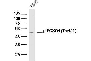 K562 lysates probed with p-FOXO4 (Thr451) Polyclonal Antibody, Unconjugated  at 1:300 dilution and 4˚C overnight incubation. (FOXO4 antibody  (pThr451))