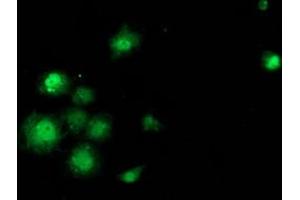 Anti-SAMHD1 mouse monoclonal antibody (ABIN2453937) immunofluorescent staining of COS7 cells transiently transfected by pCMV6-ENTRY SAMHD1 (RC206013). (SAMHD1 antibody)