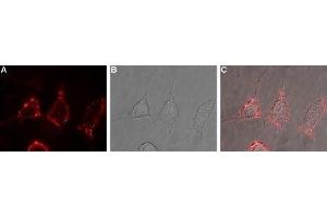 Expression of mGluR2 in rat PC12 cells - Cell surface detection of mGluR2 in live intact rat PC12 pheochromocytoma cells. (GRM2 antibody  (Extracellular, N-Term))