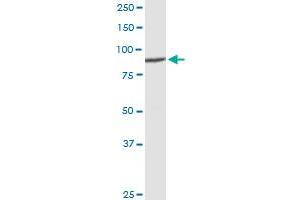 DDX50 MaxPab rabbit polyclonal antibody. (DDX50 antibody  (AA 1-737))