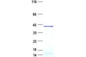 Validation with Western Blot (GLYATL1 Protein (His tag))