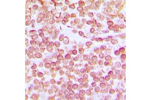 Immunohistochemical analysis of OCT1 staining in human tonsil formalin fixed paraffin embedded tissue section. (POU2F1 antibody  (N-Term))