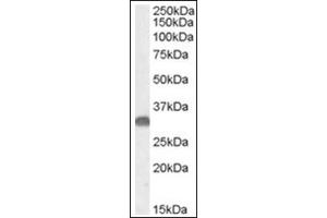 Image no. 1 for anti-OTU Domain, Ubiquitin Aldehyde Binding 1 (OTUB1) (Internal Region) antibody (ABIN374993) (OTUB1 antibody  (Internal Region))