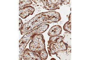 Immunohistochemical analysis of paraffin-embedded Human placenta tissue using (ABIN656475 and ABIN2845755) performed on the Leica® BOND RXm.
